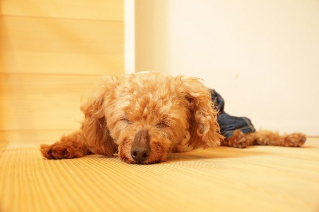 日曜日。一日中ごろごろ